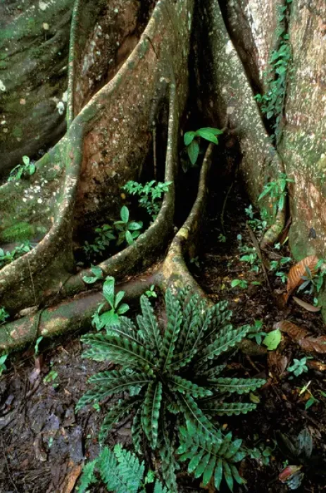 Framed Print : South America, Ecuador, Amazon. Buttress Root (Ficus sp) Framed Print : South America, Ecuador, Amazon. Buttress Root (Ficus sp)