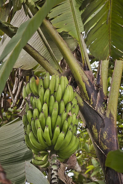 South America, Ecuador. Bananas growing wild in a cloud forest
