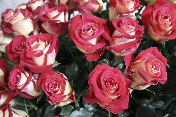 South America, Ecuador, Cayambe. Sweetness Rose arrangement displayed at Hacienda