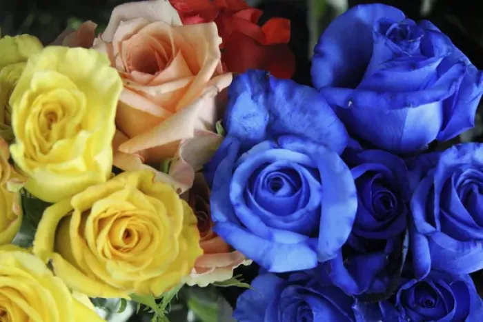 Framed Print : South America, Ecuador, Cayambe. Assorted fresh rose bouquets Framed Print : South America, Ecuador, Cayambe. Assorted fresh rose bouquets