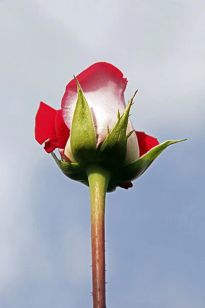 South America, Ecuador, Cayambe. Single long-stemmed rose against sky