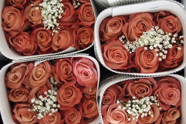 South America, Ecuador, Cayambe. Fresh Roses Packaged for Export at Rosadex Plantation