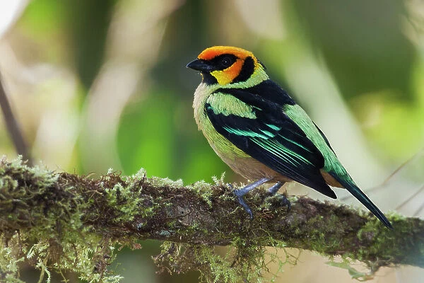 South America, Ecuador. Cloud Forest, flame-faced tanager