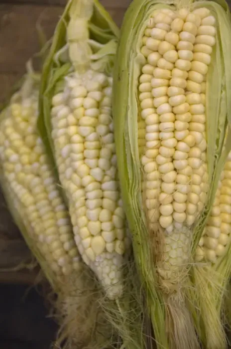 Framed Print : South America, Ecuador. Famous Otavalo Market which dates back to pre-Inca times Framed Print : South America, Ecuador. Famous Otavalo Market which dates back to pre-Inca times