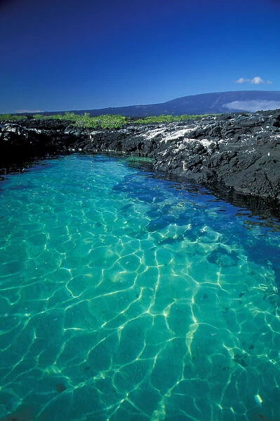 South America, Ecuador, Galapagos, Fernandina Island, Clear Water in lava tide pool