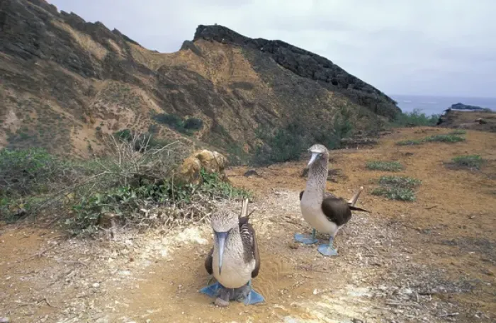 Framed Print : South America, Ecuador, Galapagos, San Crisobal Island, Blue Footed Boobies (Sula Nebouxii) Framed Print : South America, Ecuador, Galapagos, San Crisobal Island, Blue Footed Boobies (Sula Nebouxii)