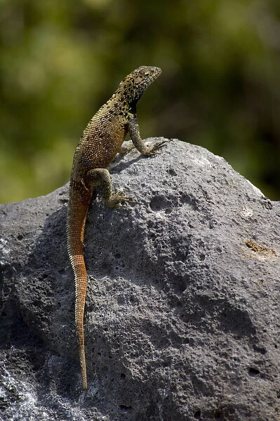 South America, Ecuador, Galapagos. Espanoloa (aka Hood), Punta Suarez. Lava Lizard (WILD