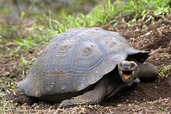 South America, Ecuador, Galapagos, Santa Cruz Island. Galapagos Tortoise with mouth open