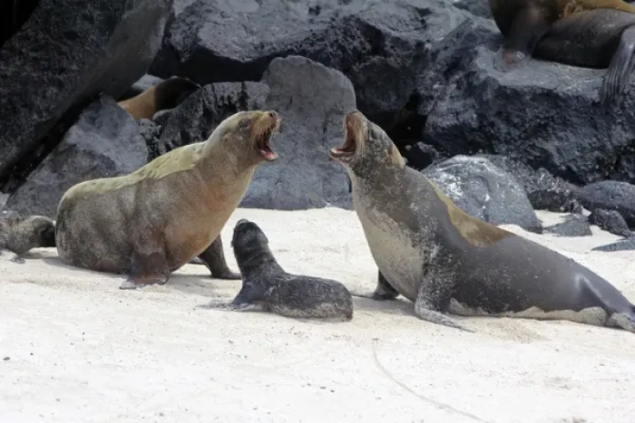 Framed Print : South America, Ecuador, Galapagos, Espanola. Galapagos Sea Lion family Framed Print : South America, Ecuador, Galapagos, Espanola. Galapagos Sea Lion family