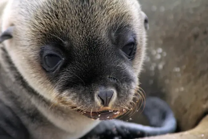 Framed Print : South America, Ecuador, Galapagos, North Seymour Island. Galapagos Sea Lion Pup Framed Print : South America, Ecuador, Galapagos, North Seymour Island. Galapagos Sea Lion Pup