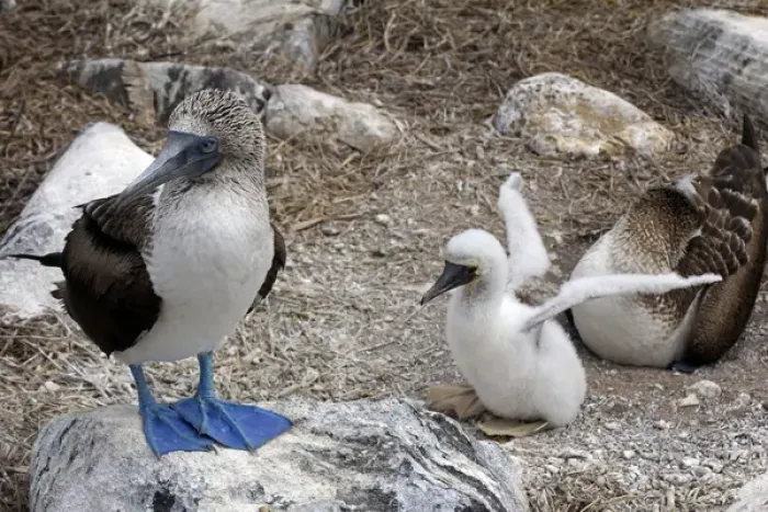 Framed Print : South America, Ecuador, Galapagos, Espanola. Blue footed Booby family Framed Print : South America, Ecuador, Galapagos, Espanola. Blue footed Booby family