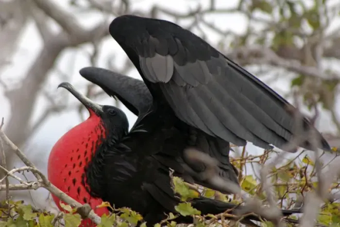 Framed Print : South America, Ecuador, Galapagos, North Seymour Island. Magnificent Frigate Bird