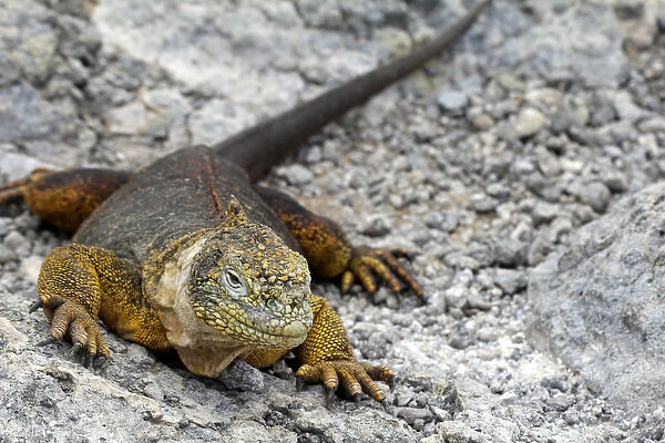 South America, Ecuador, Galapagos, South Plaza Island. Land Iguana