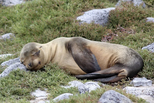 South America, Ecuador, Galapagos, South Plaza Island. Sea LIon resting on rocks