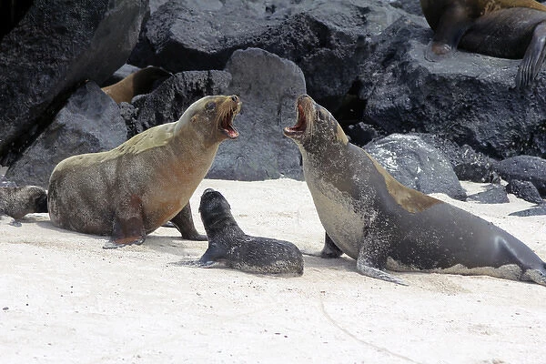South America, Ecuador, Galapagos, Espanola. Galapagos Sea Lion family