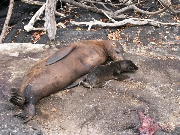 South America, Ecuador, Galapagos Is. Galapagos Sea Lion, newly born pup, placenta