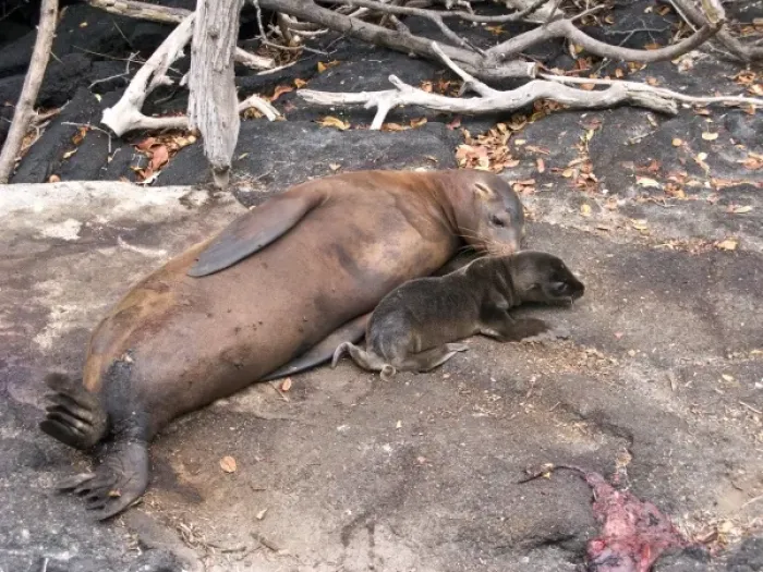 Framed Print : South America, Ecuador, Galapagos Is. Galapagos Sea Lion, newly born pup, placenta Framed Print : South America, Ecuador, Galapagos Is. Galapagos Sea Lion, newly born pup, placenta