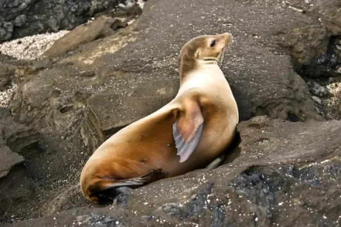 Framed Print : South America, Ecuador, Galapagos Is. Galapagos Sea Lion on North Seymour Island