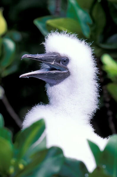 South America, Ecuador, Galapagos Islands. Masked Booby (Sula dactylatra)