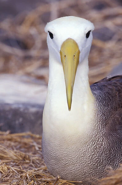 South America, Ecuador, Galapagos Islands. Waved Albatross