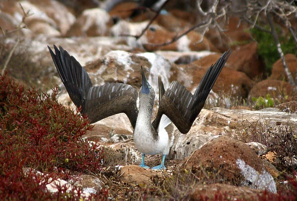 South America, Ecuador, Galapagos Islands. The Blue-footed Booby on North Seymour