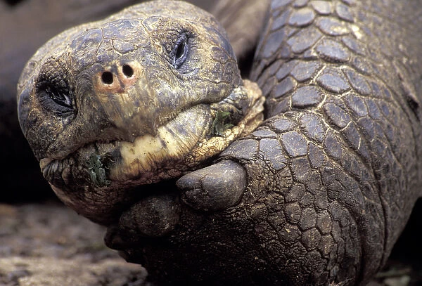 South America, Ecuador, Galapagos Islands Close-up of face and arm of giant tortoise