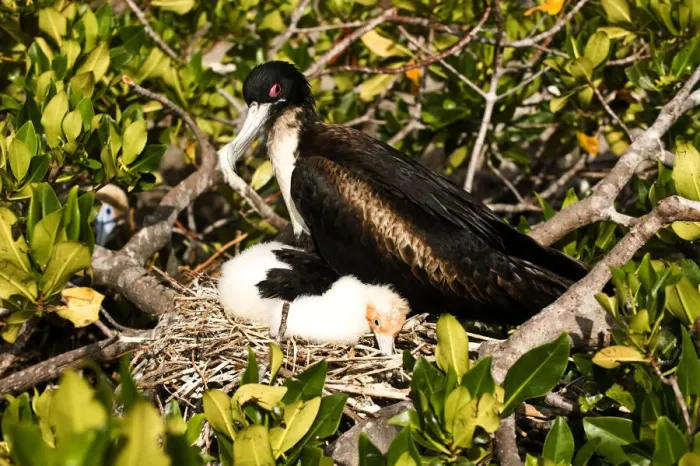 Framed Print : South America. Ecuador, Galapagos Islands, Great Frigatebird, Female, with Chick at Nest Framed Print : South America. Ecuador, Galapagos Islands, Great Frigatebird, Female, with Chick at Nest