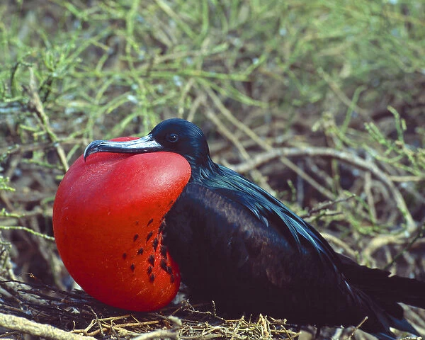 South America, Ecuador, Galapagos Islands. Male frigatebird showing inflated pouch