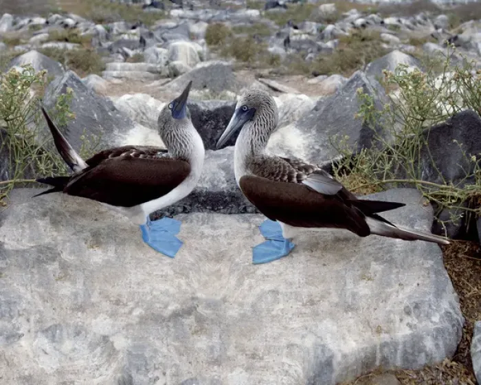Framed Print : South America, Ecuador, Galapagos Islands. Blue-footed boobies in skypointing display