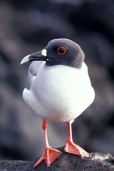 South America, Ecuador, Galapagos Islands. Swallow tailed gull (Creasrus furcatus)