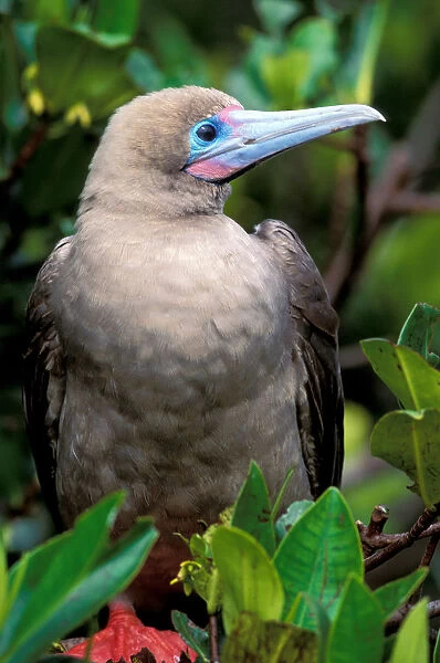 South America, Ecuador, Galapagos Islands. Red footed booby (Sula sula)