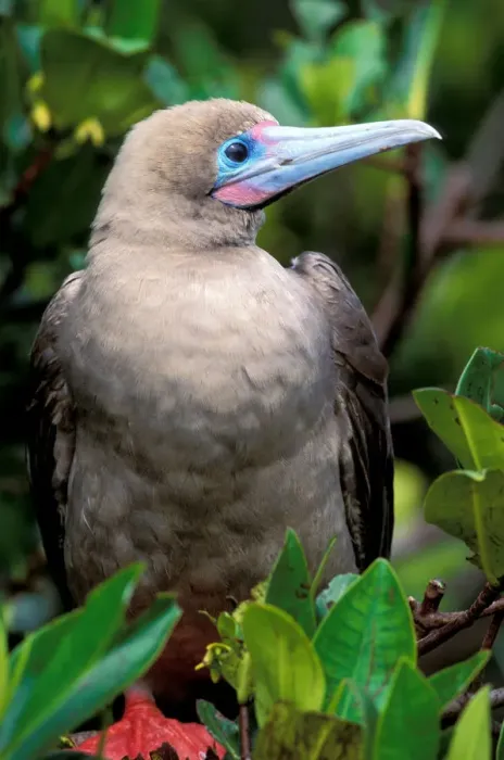 Framed Print : South America, Ecuador, Galapagos Islands. Red footed booby (Sula sula)
