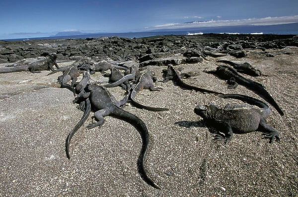 South America, Ecuador, Galapagos Islands. Land Iguanas