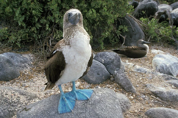 South America, Ecuador, Galapagos Islands. Blue footed booby (Sula nebouxii)