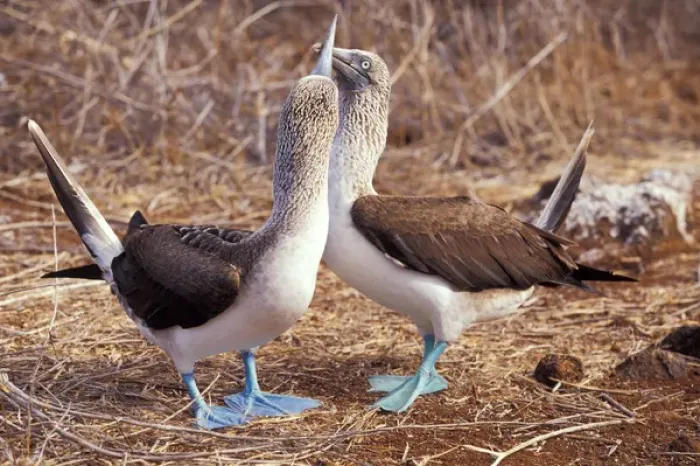 Framed Print : South America, Ecuador, Galapagos Islands. Blue footed boobies (Sula nebouxii) Framed Print : South America, Ecuador, Galapagos Islands. Blue footed boobies (Sula nebouxii)