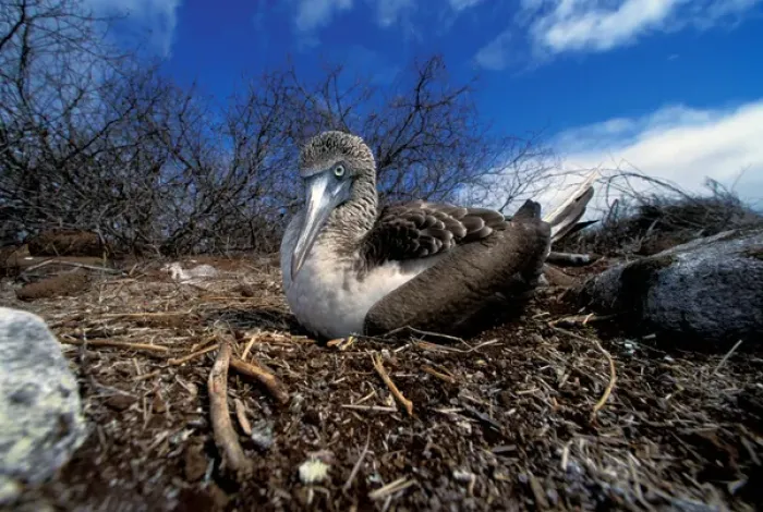 Framed Print : South America, Ecuador, Galapagos Islands. Blue footed booby (Sula nebouxii) Framed Print : South America, Ecuador, Galapagos Islands. Blue footed booby (Sula nebouxii)