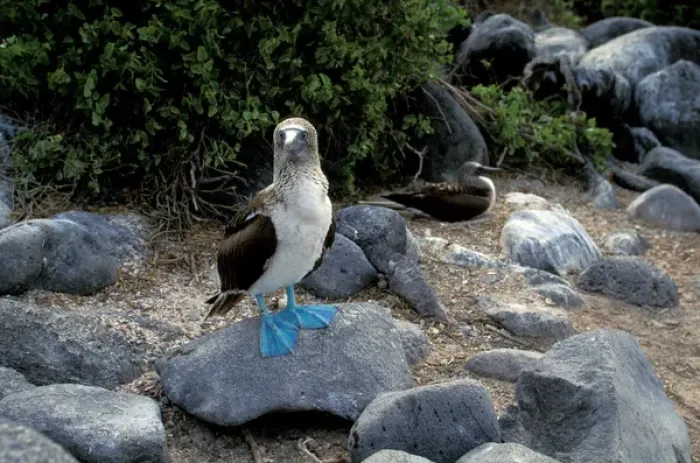 Framed Print : South America, Ecuador, Galapagos Islands. Blue footed booby (Sula nebouxii)