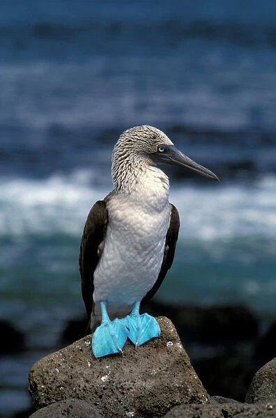 South America, Ecuador, Galapagos Islands. Blue footed booby (Sula nebouxii)