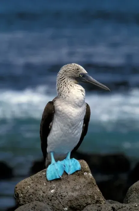Framed Print : South America, Ecuador, Galapagos Islands. Blue footed booby (Sula nebouxii)