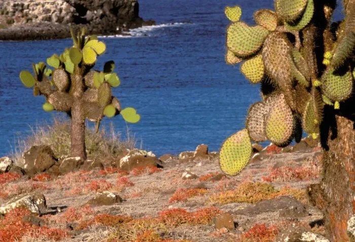 Framed Print : South America, Ecuador, Galapagos Islands. Prickly Pear Cactus (Opuntia cactaceae) Framed Print : South America, Ecuador, Galapagos Islands. Prickly Pear Cactus (Opuntia cactaceae)