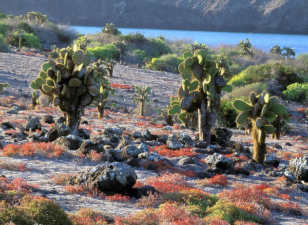 South America, Ecuador, Galapagos Islands. Prickly Pear Cactus (Opuntia cactaceae)