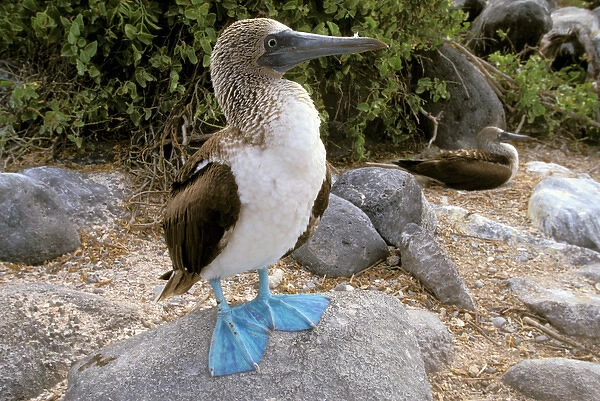 South America, Ecuador, Galapagos Islands. Blue footed boobies (Sula nebouxii)