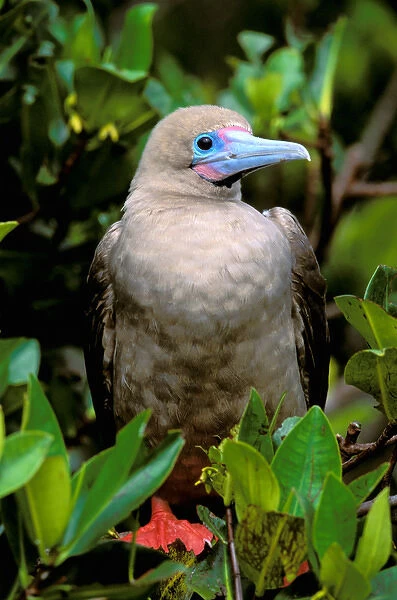 South America, Ecuador, Galapagos Islands. Red footed booby (Sulla sulla)