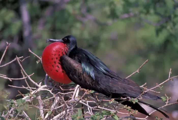 Framed Print : South America, Ecuador, Galapagos Islands. Great Frigatebird (Fregata minor), male Framed Print : South America, Ecuador, Galapagos Islands. Great Frigatebird (Fregata minor), male