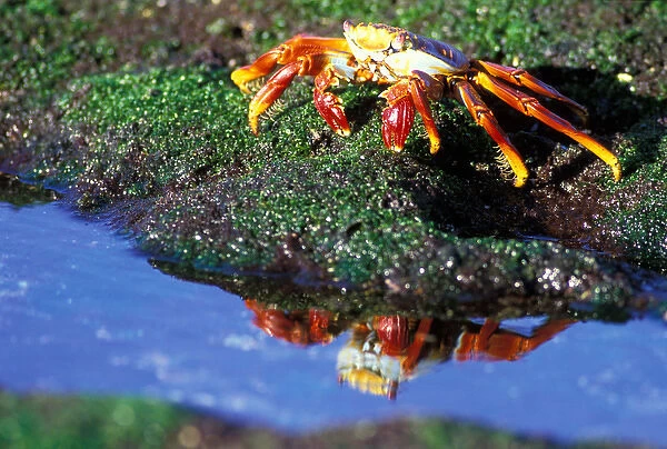 South America, Ecuador, Galapagos Islands. Sally Lightfoot Crab (Grapsus grapsus)