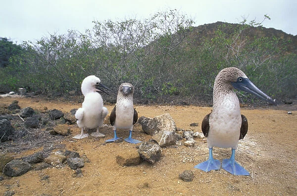 South America, Ecuador, Galapagos Islands, San Cristobal Island. Blue Footed Boobies