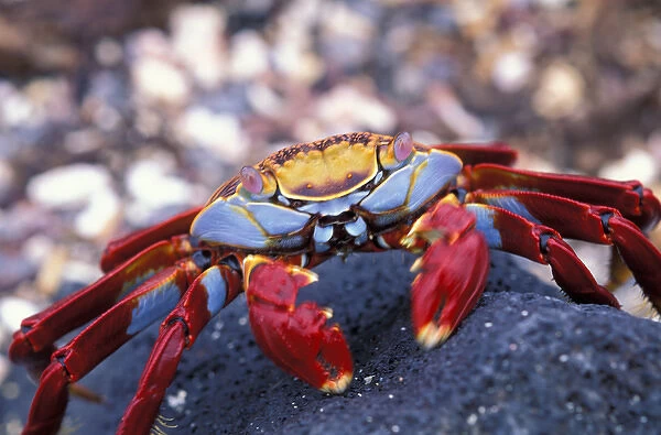 South America, Ecuador, Galapagos Islands. Sally Lightfoot Crab (Graspus graspus)