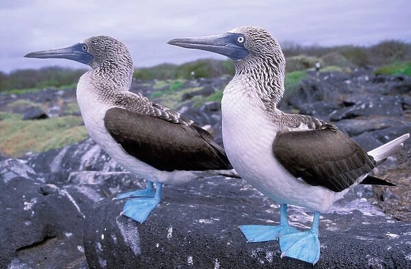 South America, Ecuador, Galapagos Islands, Hood Island. Blue Footed Boobies