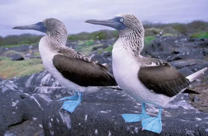 Framed Print : South America, Ecuador, Galapagos Islands, Hood Island. Blue Footed Boobies