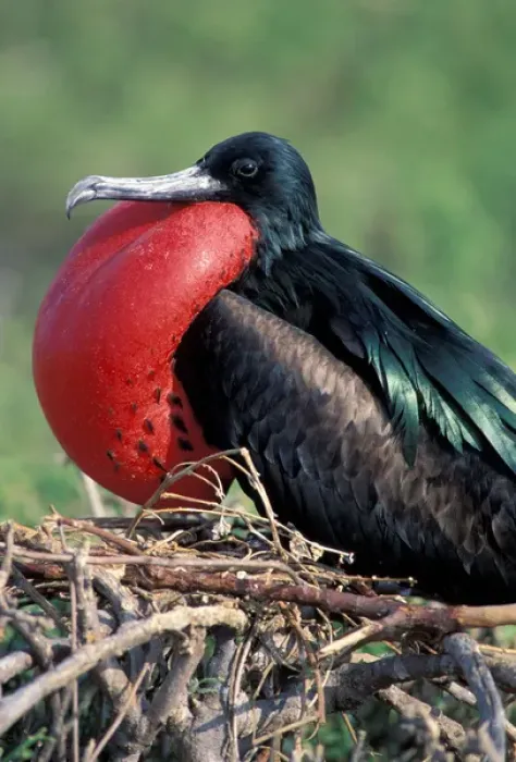 Framed Print : South America, Ecuador, Galapagos Islands. Great Frigatebird (Fregata minor), male Framed Print : South America, Ecuador, Galapagos Islands. Great Frigatebird (Fregata minor), male